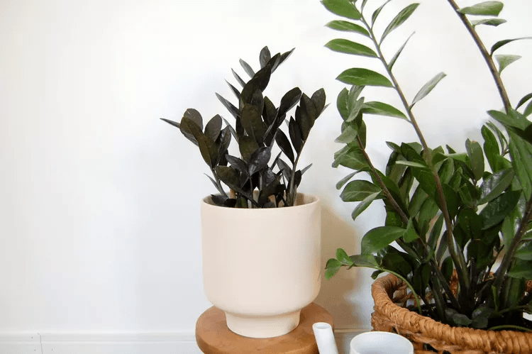 How to Grow and Care for Raven ZZ Plant