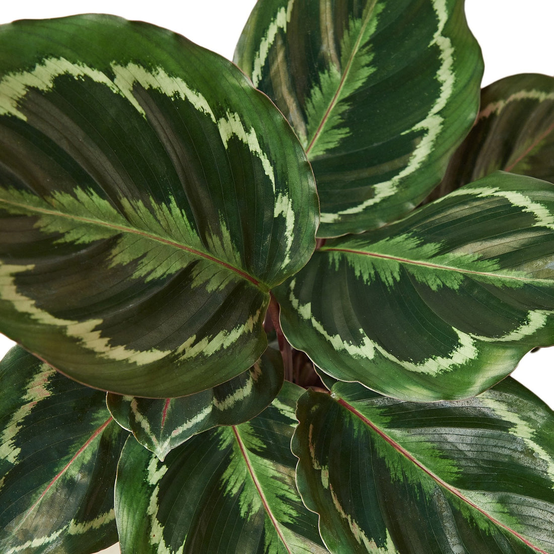 Calathea 'Medallion'
