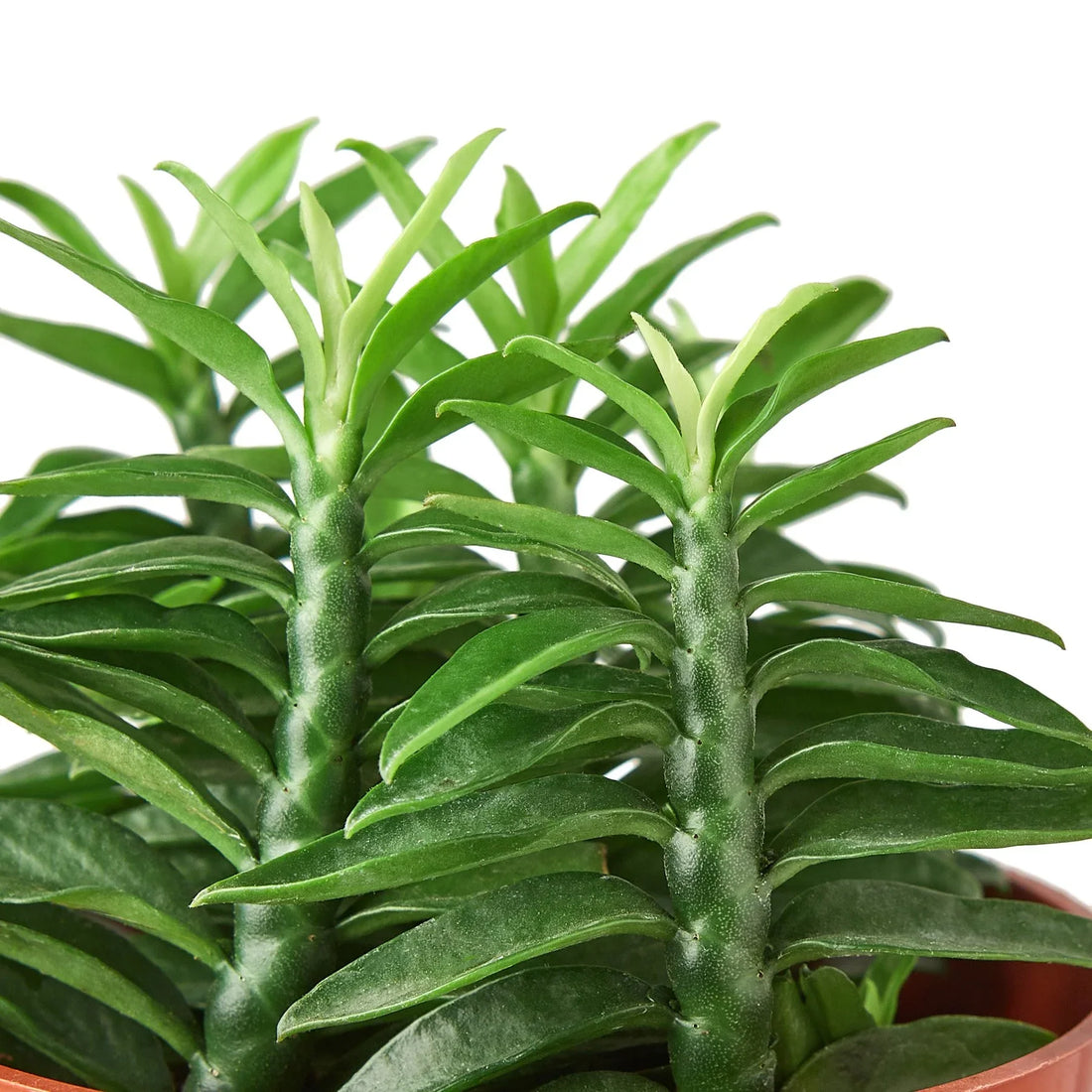 Succulent 'Devil's Backbone'