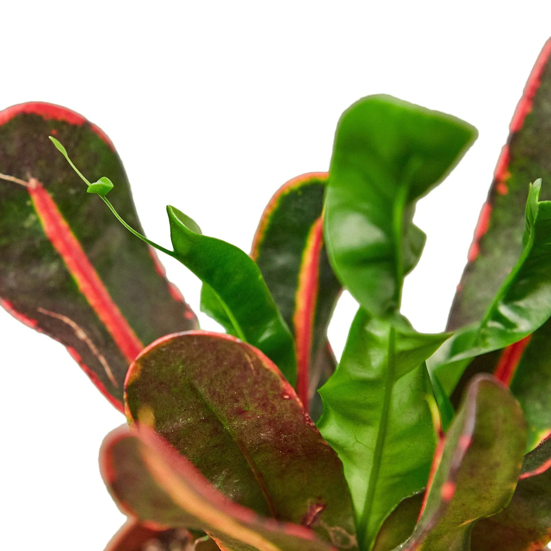 Croton 'Fireside Flame'