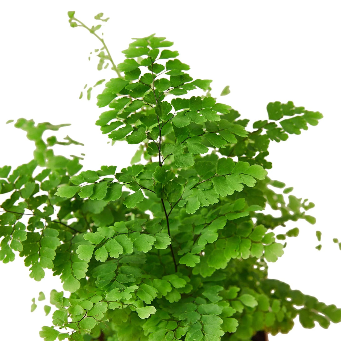 Fern 'Maidenhair'