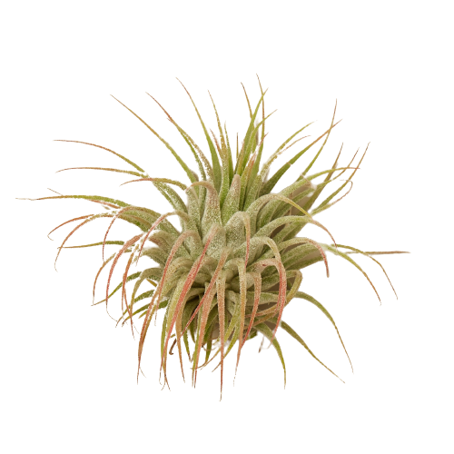 Air Plant 'Ionantha Guatemala'