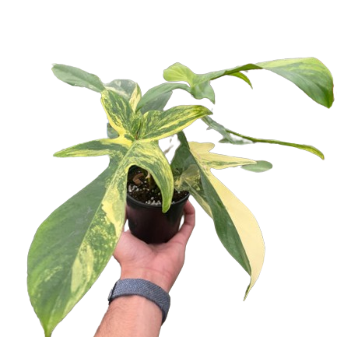 Philodendron 'Florida Beauty Variegated'