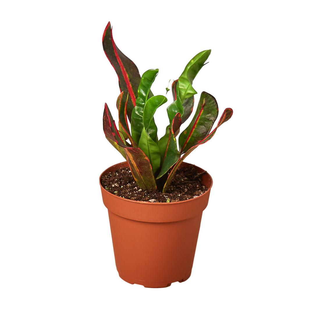 Croton 'Fireside Flame'