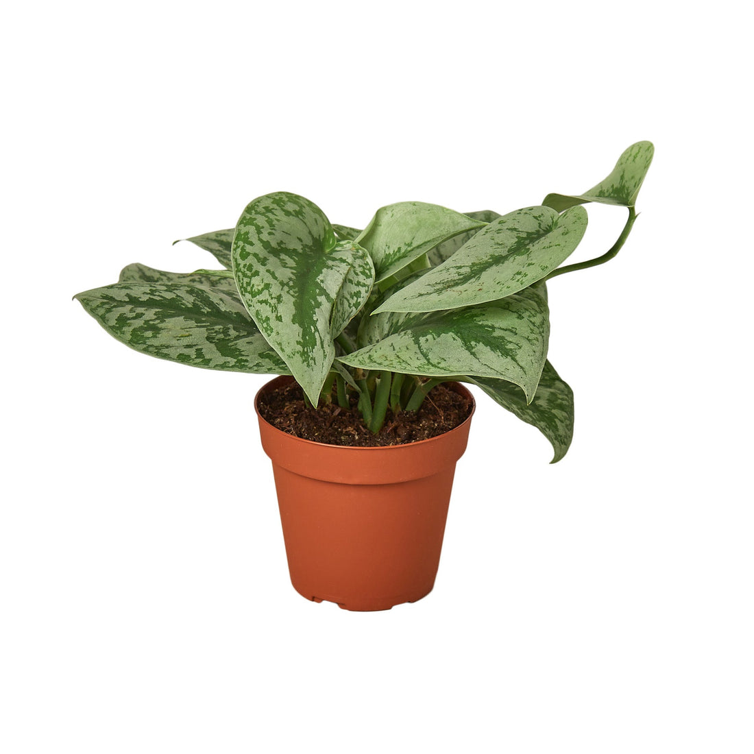 Pothos 'Exotica'