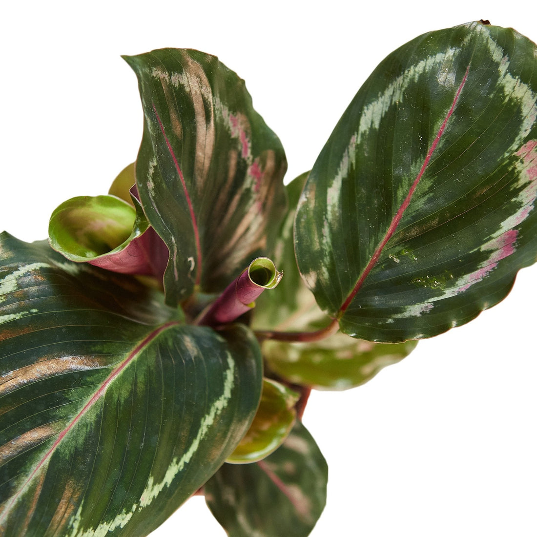 Calathea 'Medallion'