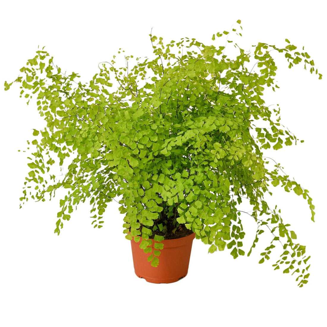 Fern 'Maidenhair'