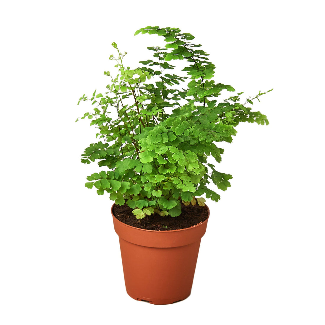 Fern 'Maidenhair'