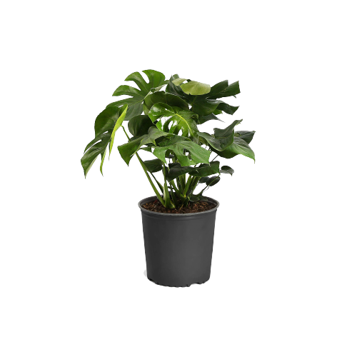 Philodendron