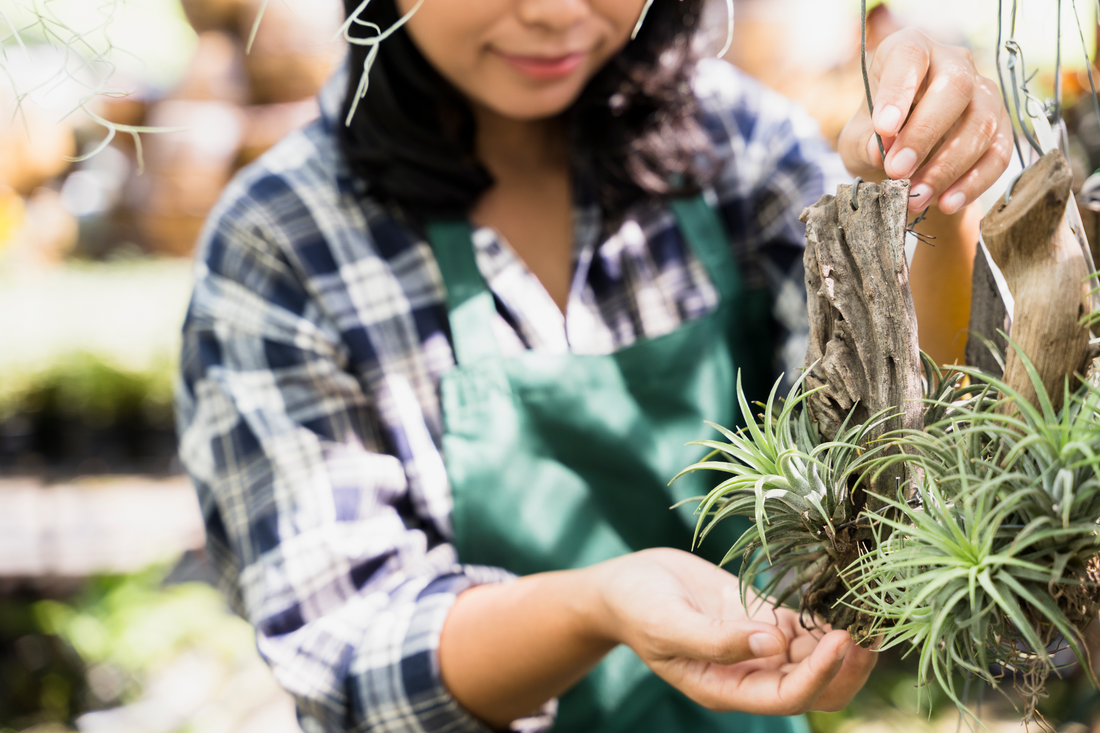 Air Plants