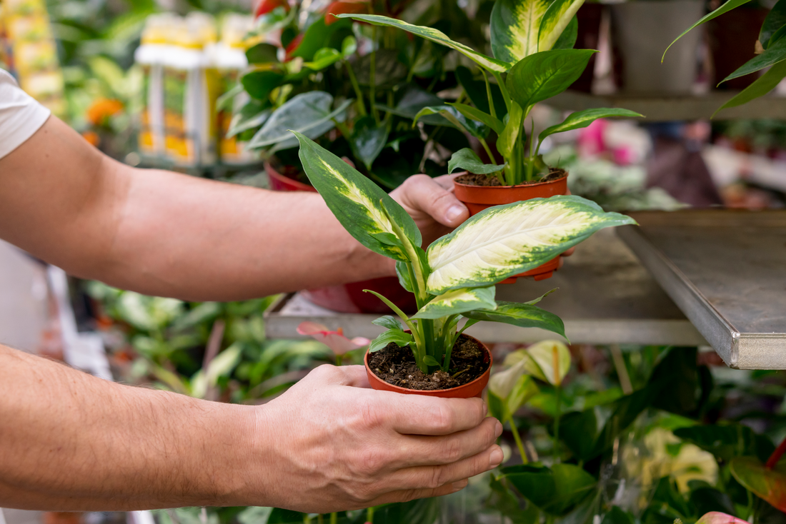 Easy Care Plants