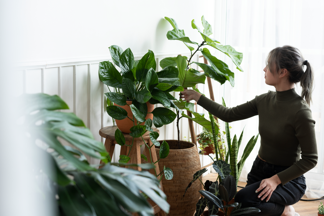 Large Plants