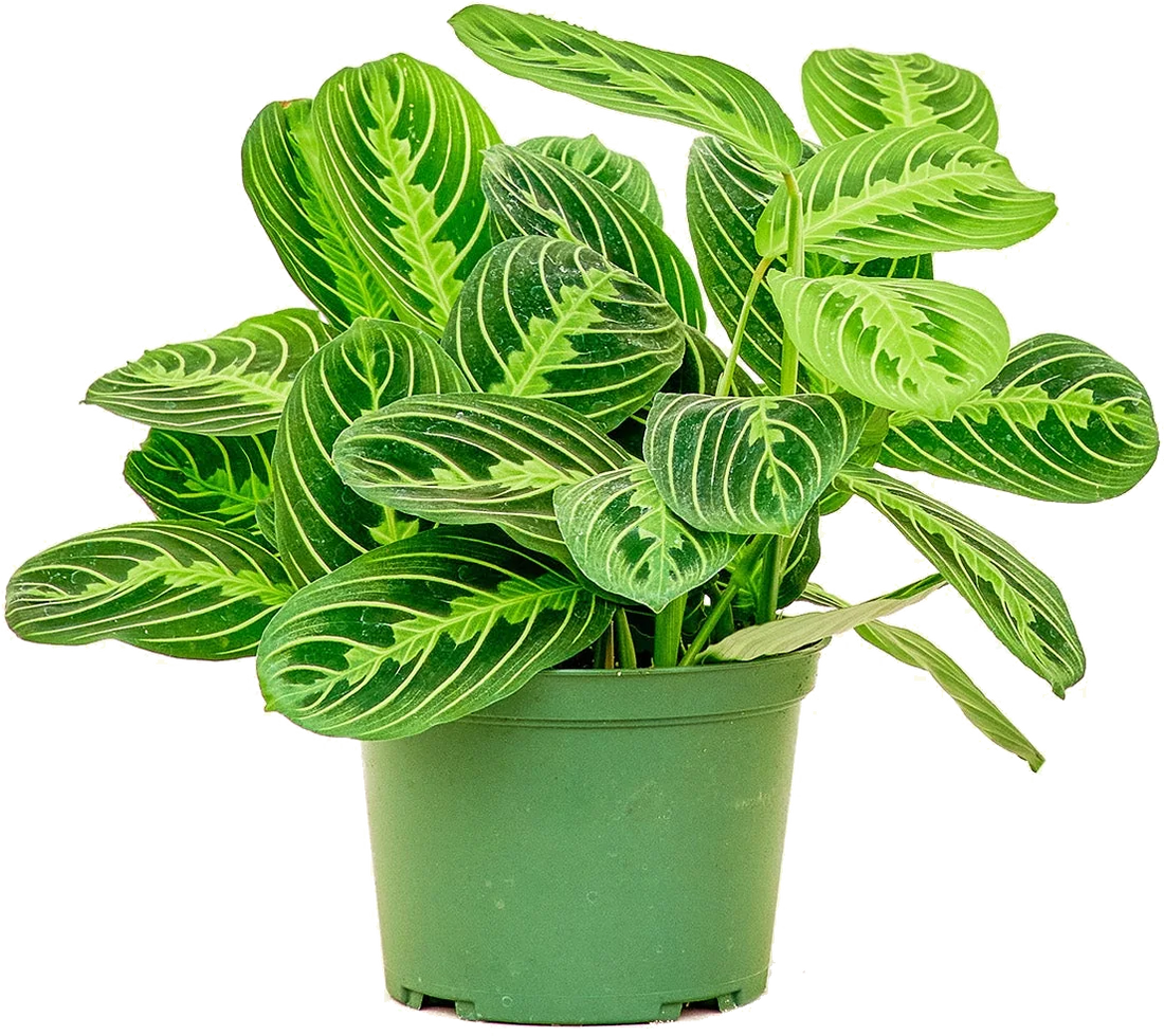 Maranta