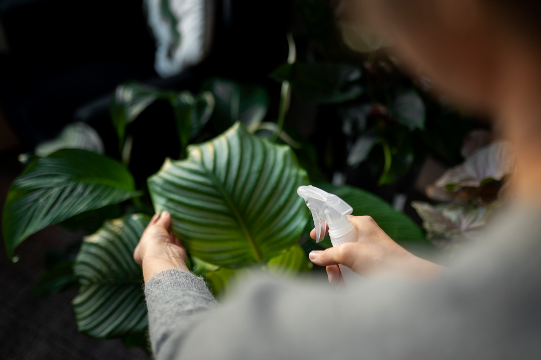 Low Light Plants