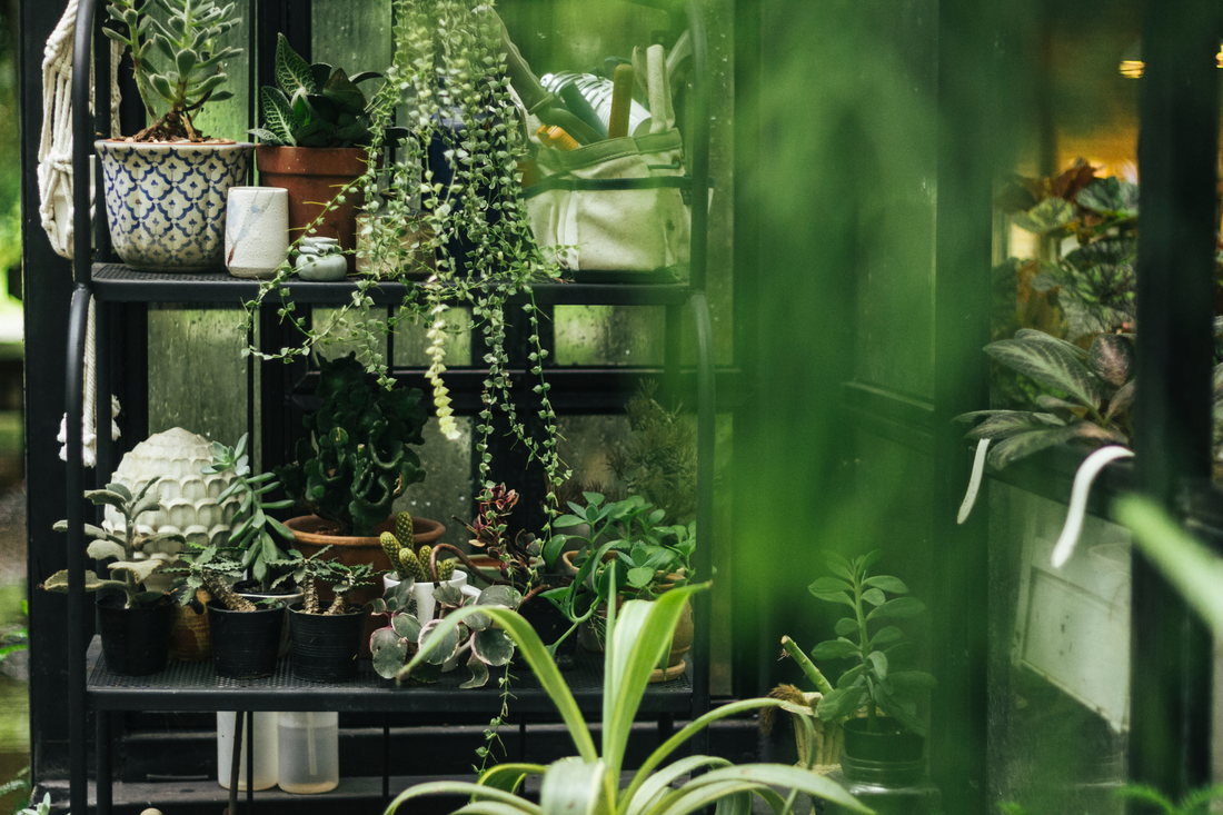 Indoor Jungle Vibes