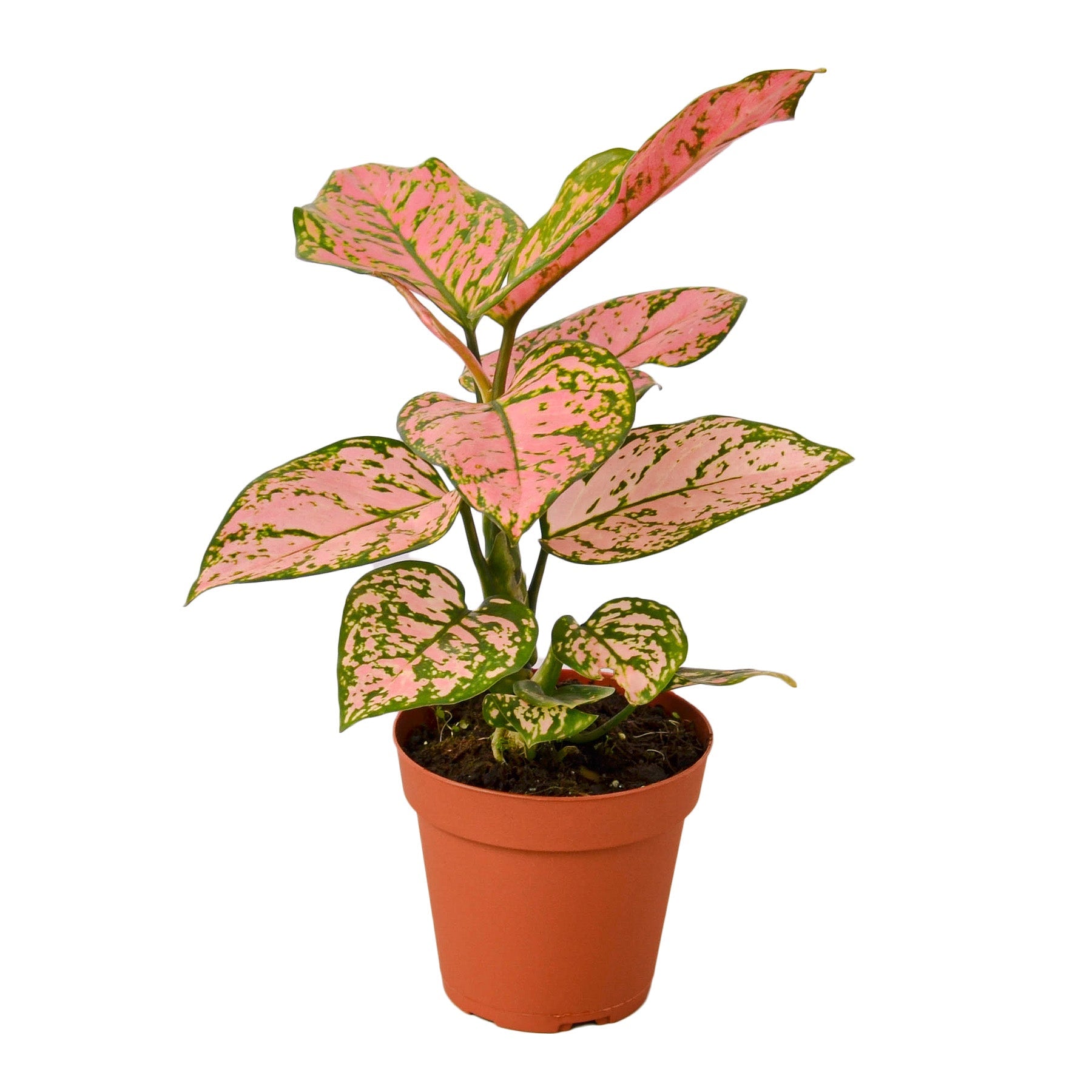Anthurium 'Pink' – Studio Pistils & Pollen