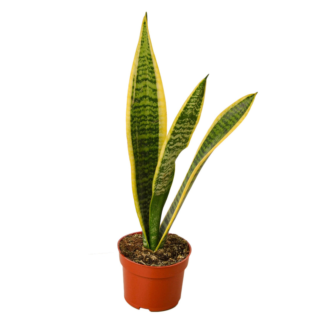 snake plant pollen Snake Plant 'Laurentii'