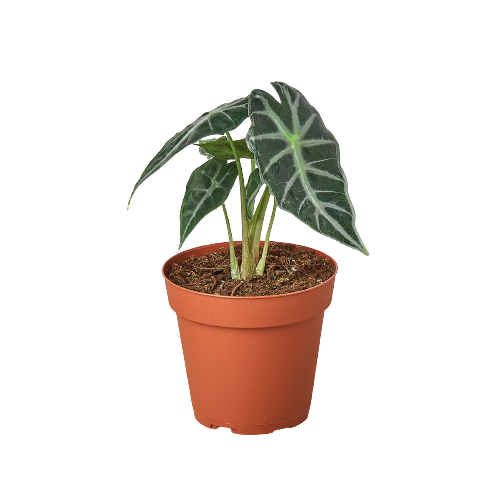 Alocasia 'Bambino'