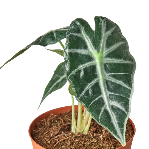 Alocasia 'Bambino'