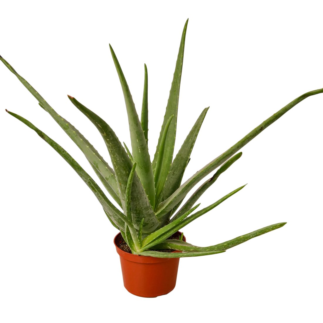 sansevieria aloe Succulent 'Aloe Vera' – Studio Pistils & Pollen