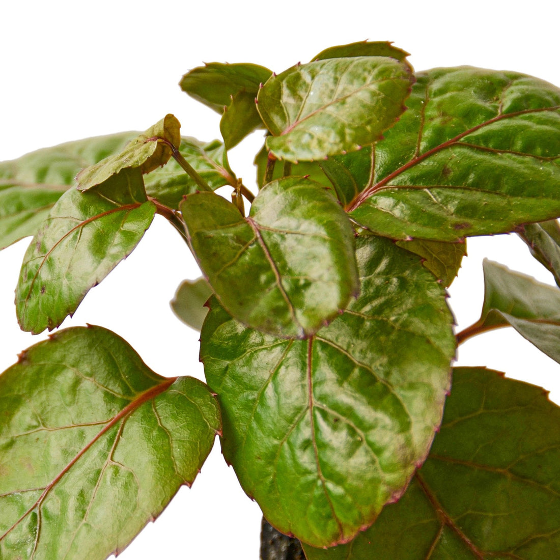 Aralia 'Fabian Stump'