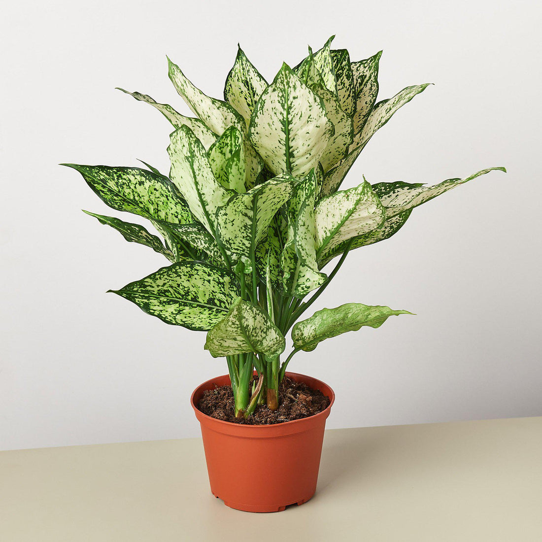 aglaonema shop White Dalmation Chinese Evergreen Plant - Aglaonema - Grows in Dim Light