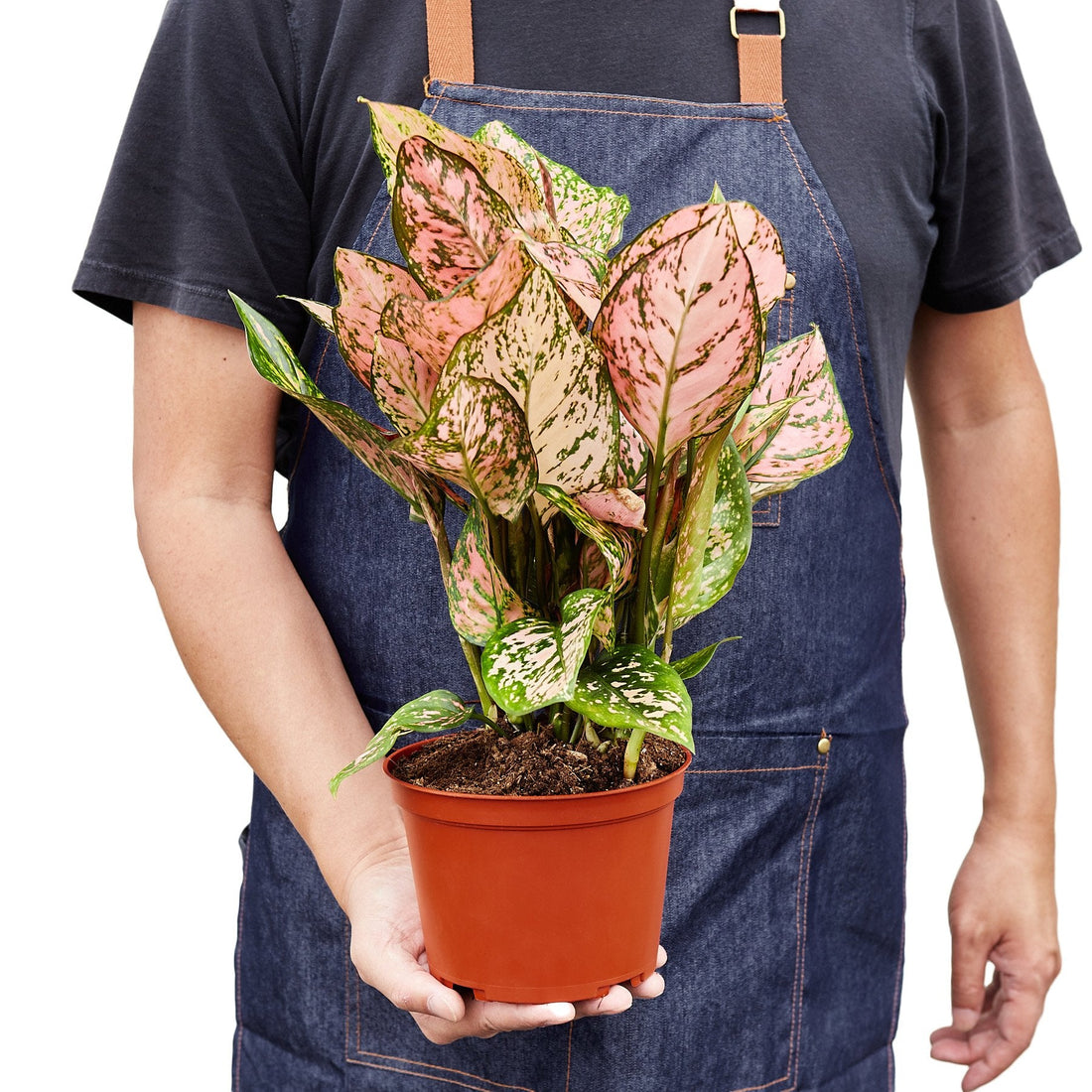 Aglaonema 'Lady Valentine'