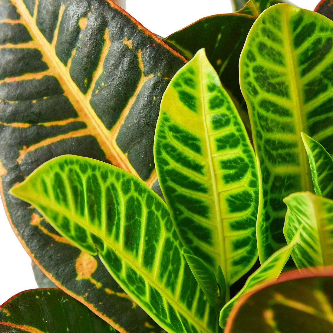Croton 'Joseph's Coat'