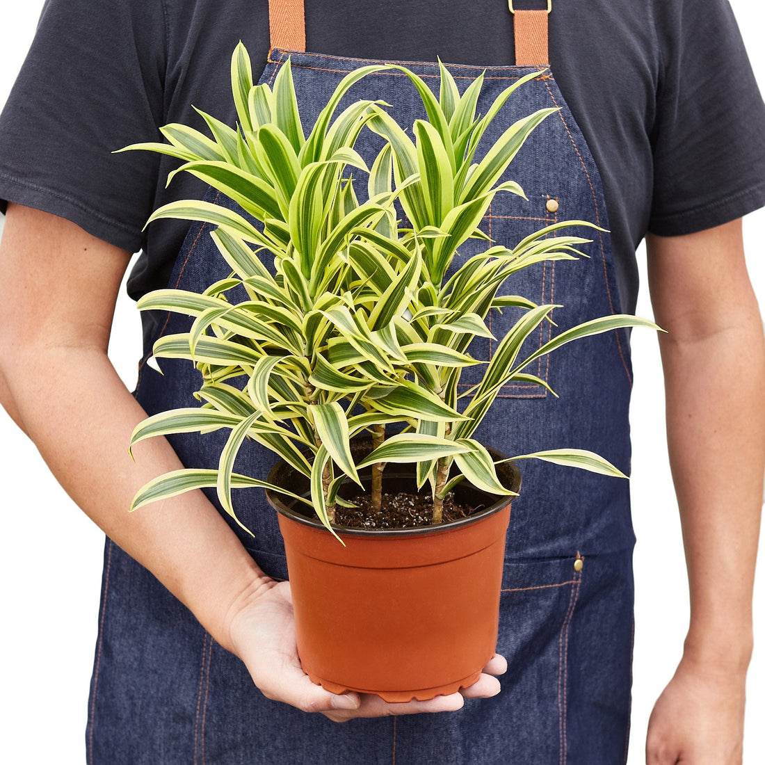 dracaena song Dracaena 'Song of India' – Studio Pistils & Pollen