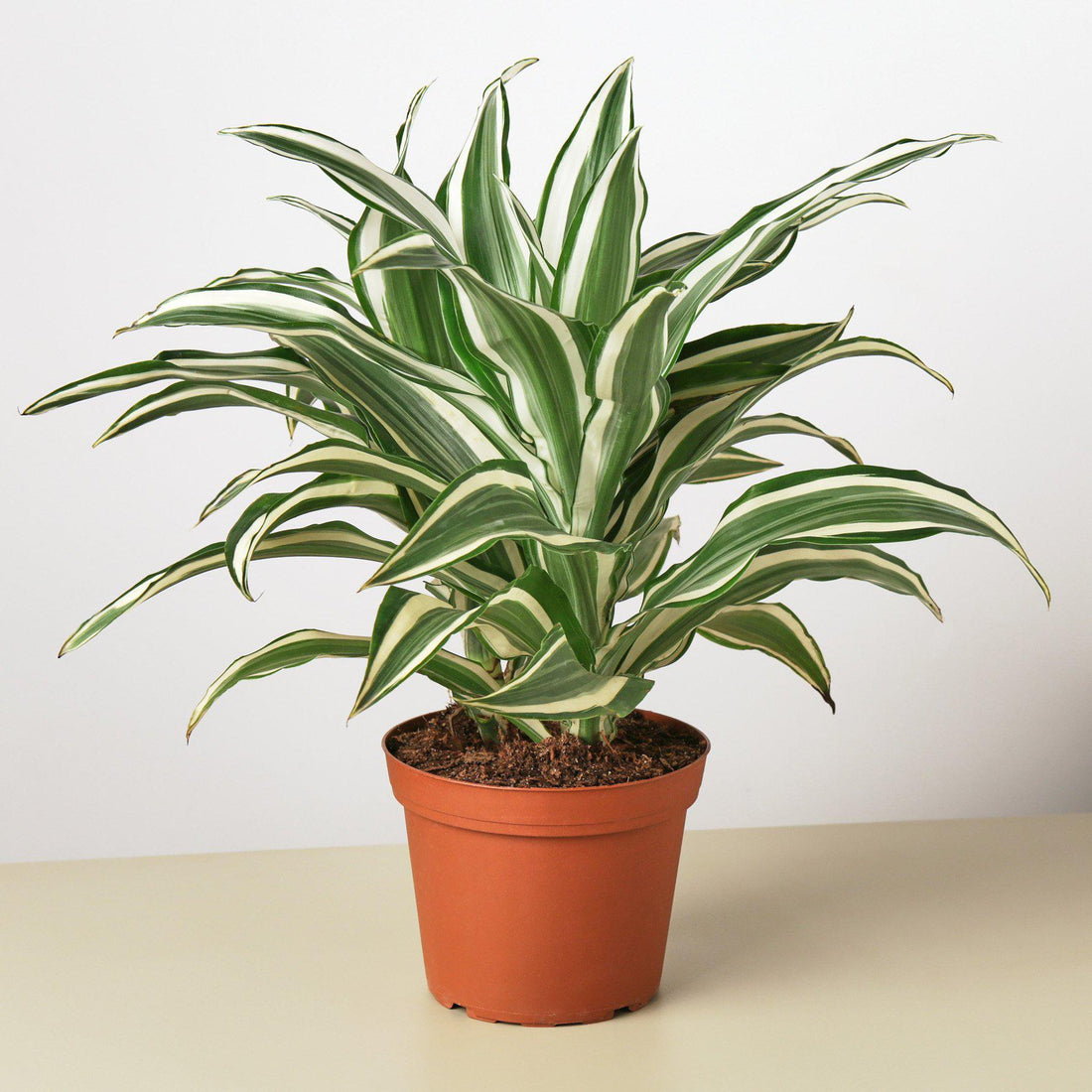 Dracaena 'White Jewel'