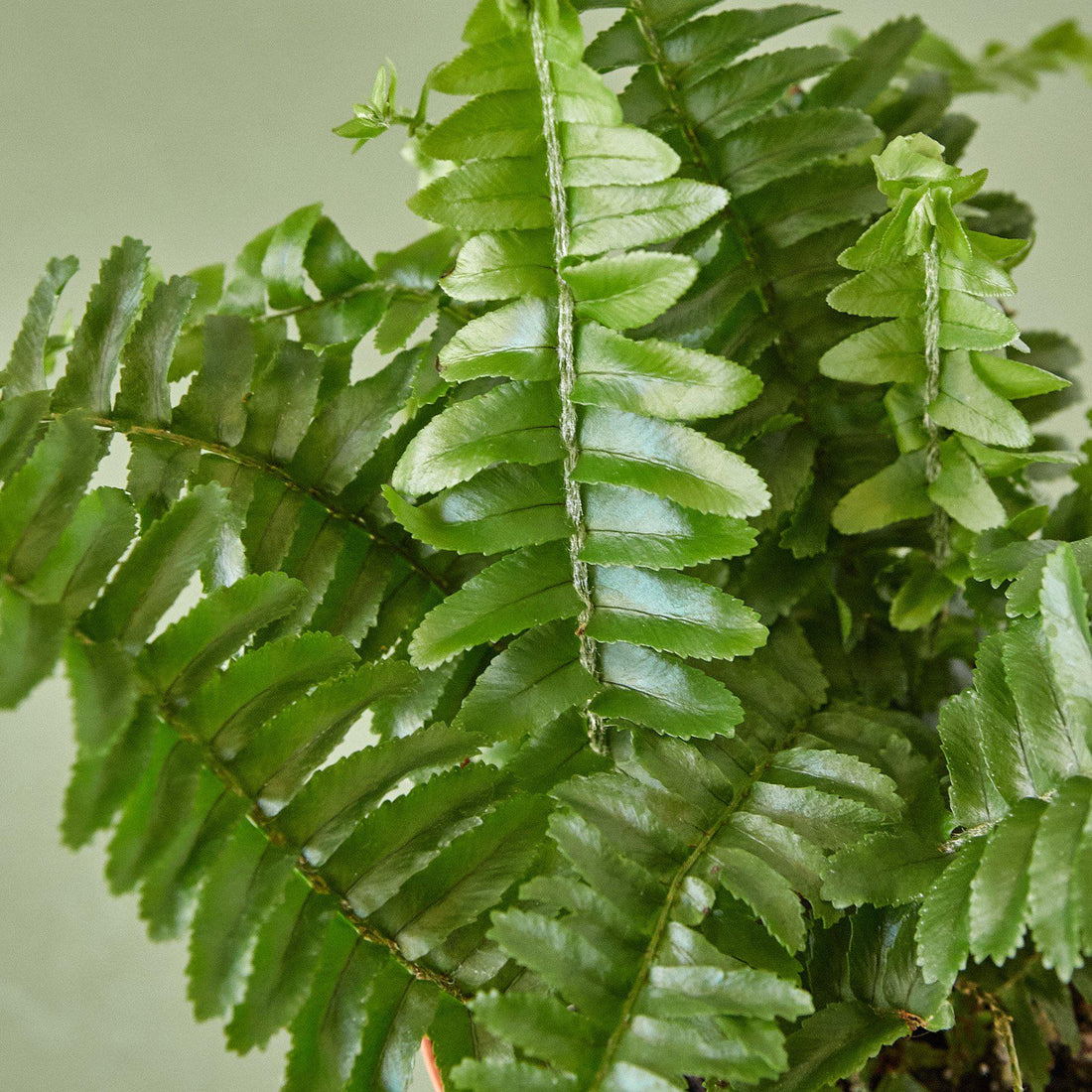 Fern 'Jester's Crown'
