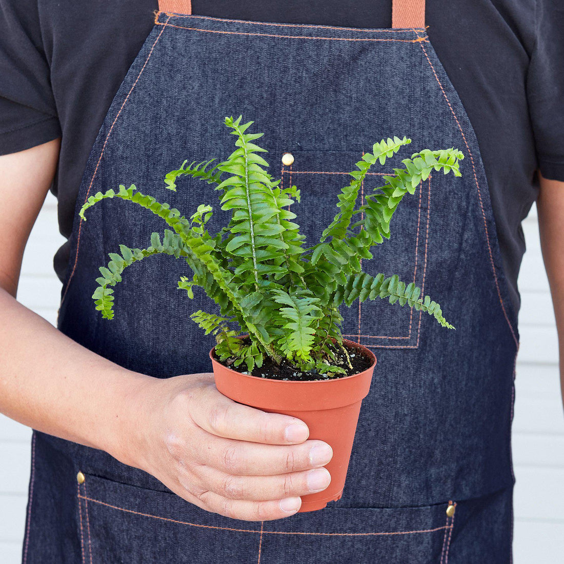 Fern 'Jester's Crown'