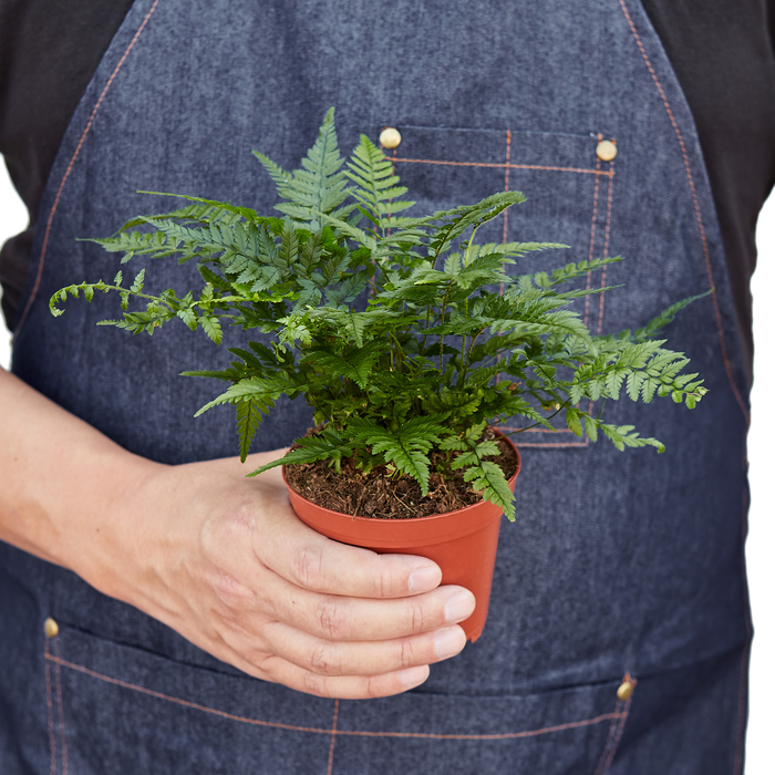 Fern 'Korean Rock'