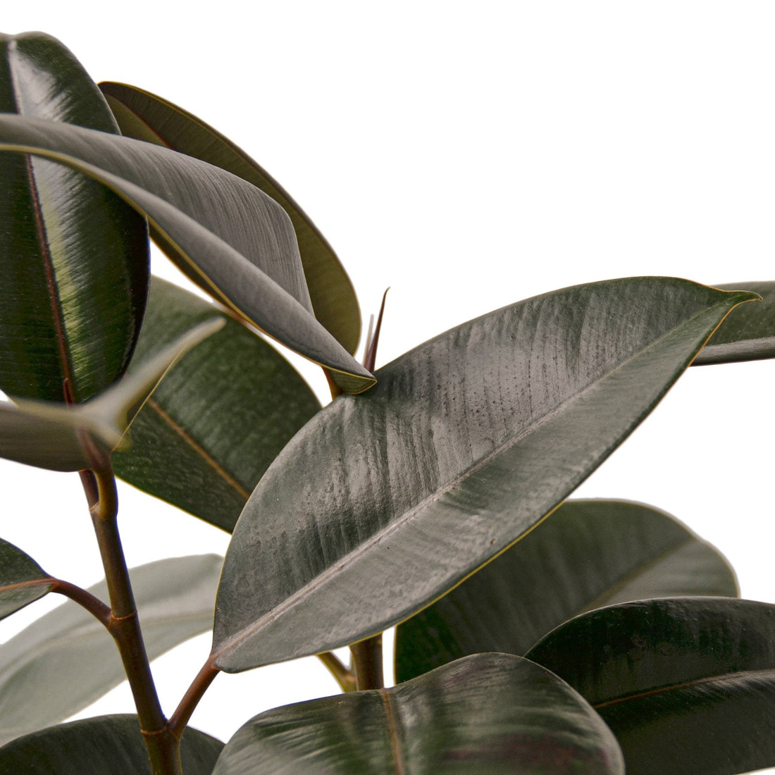 Ficus 'Burgundy'
