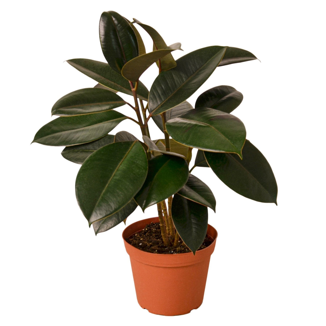 Ficus 'Burgundy'