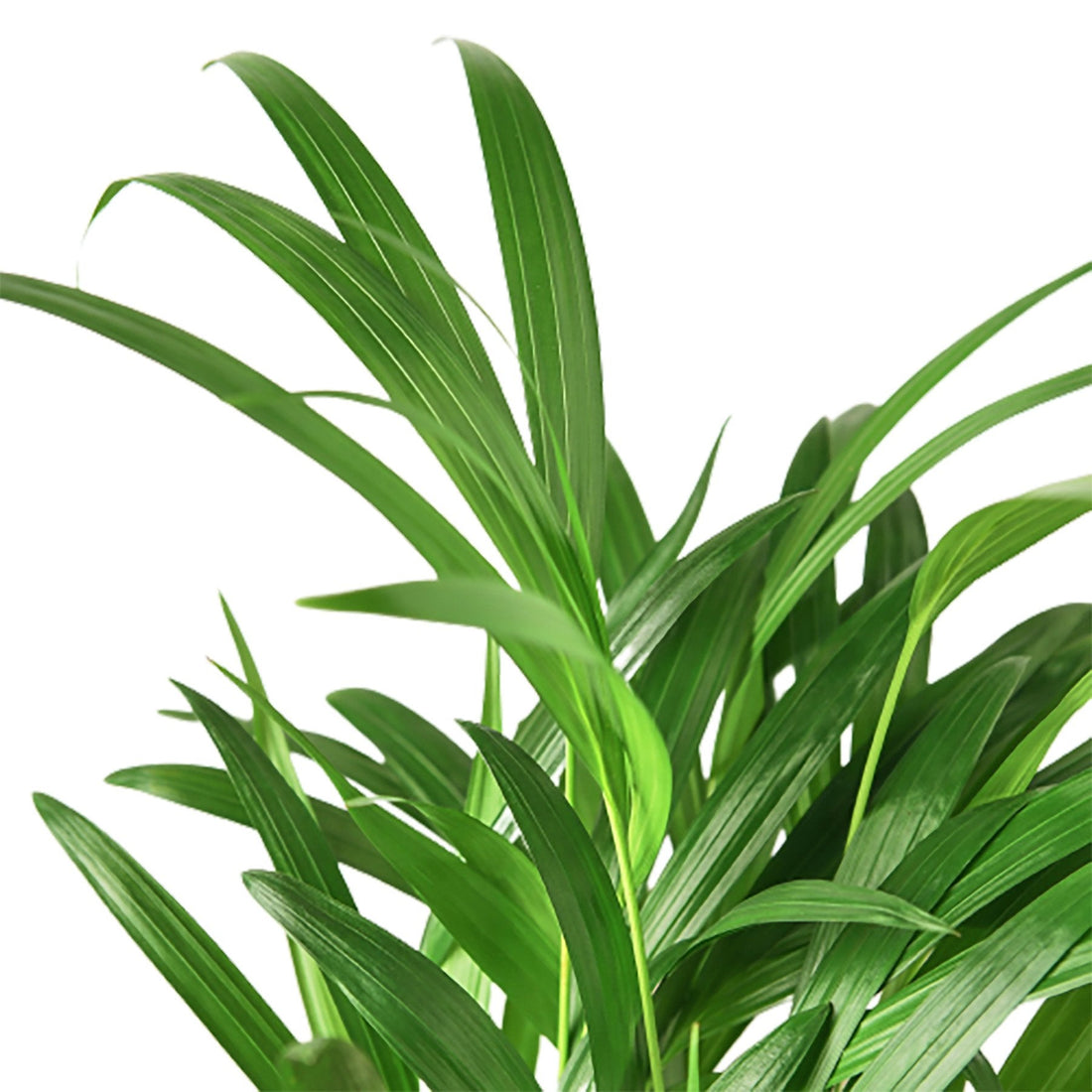 Palm 'Areca'