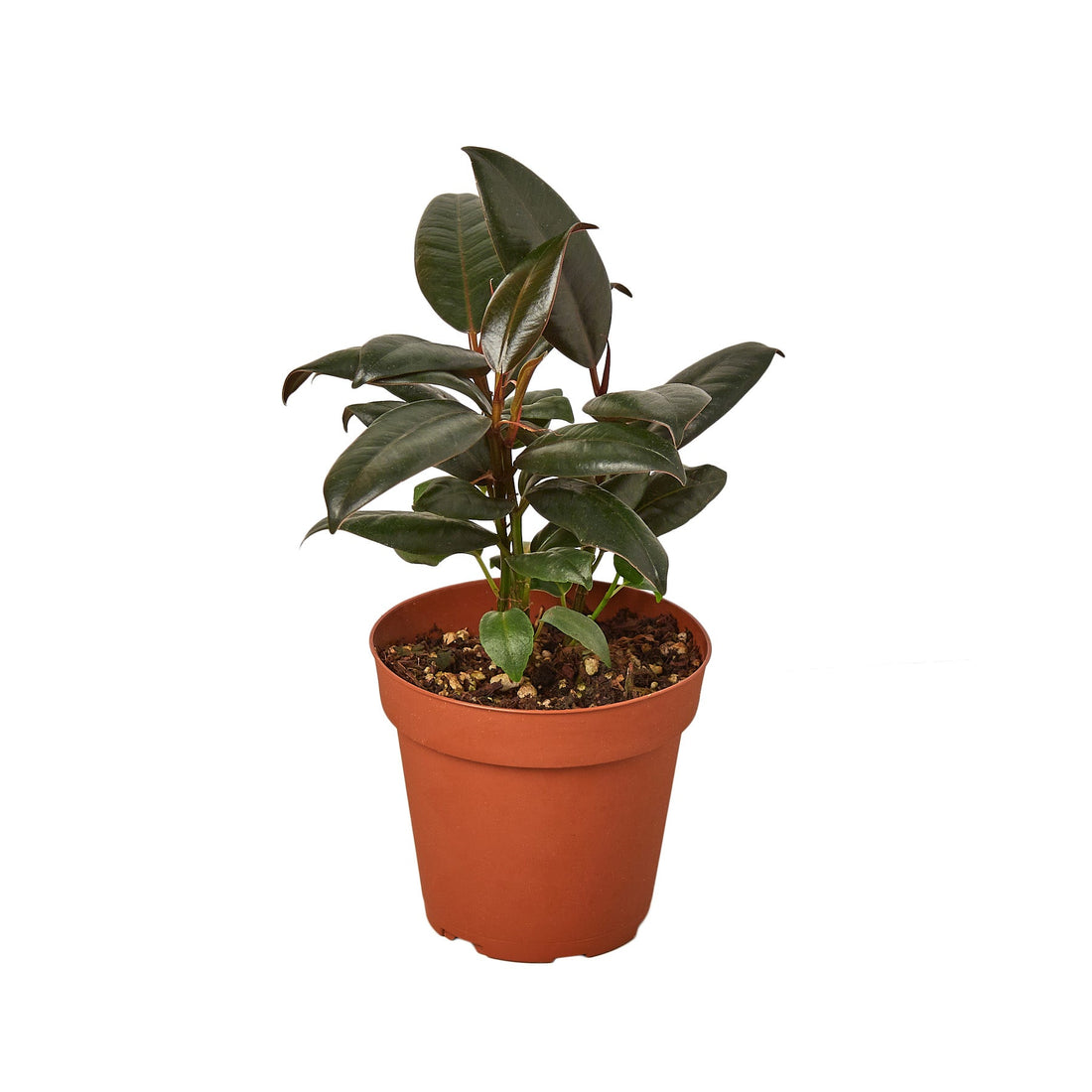 Ficus 'Burgundy'