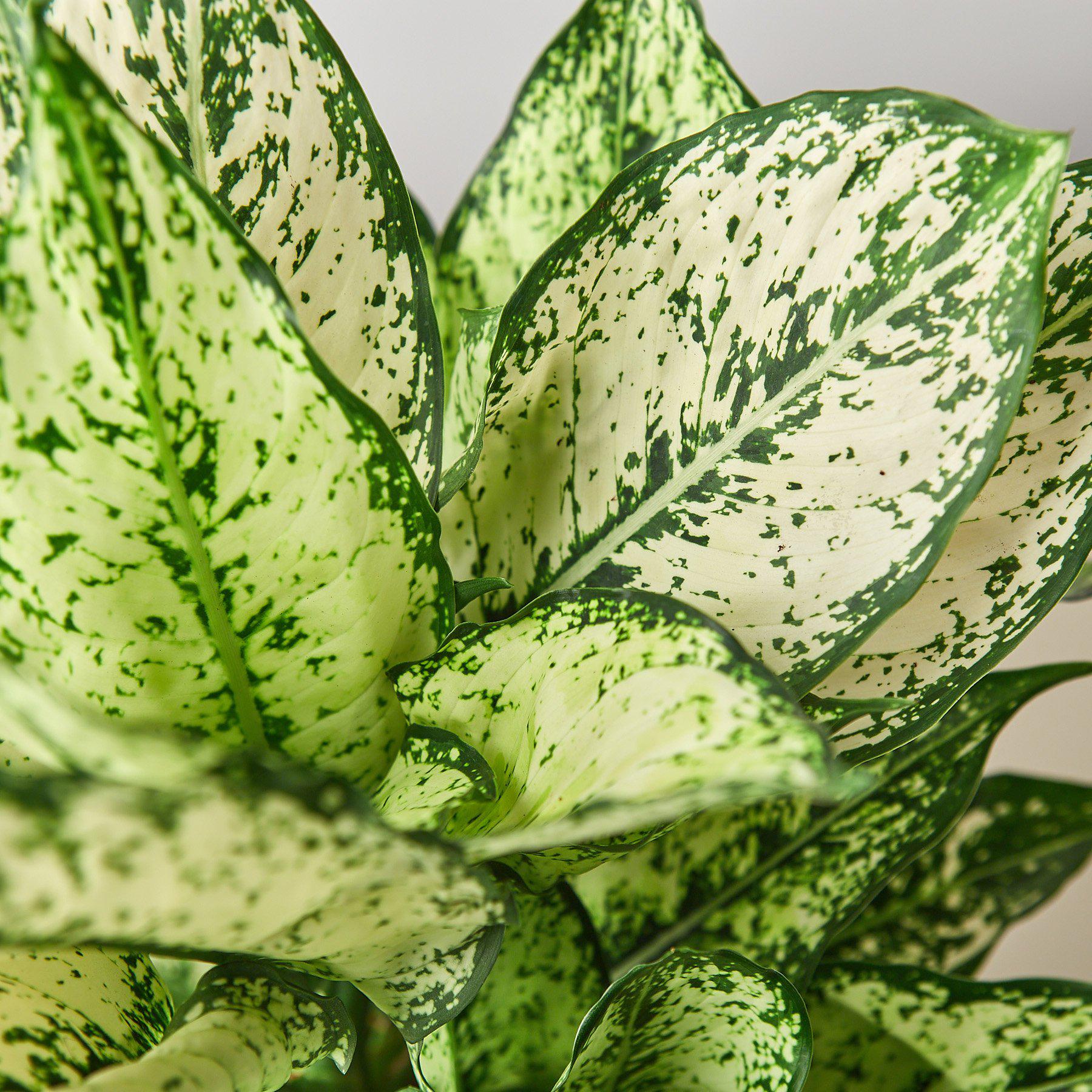 Pistils and Pollen Aglaonema First Diamond - Thumbnail 2