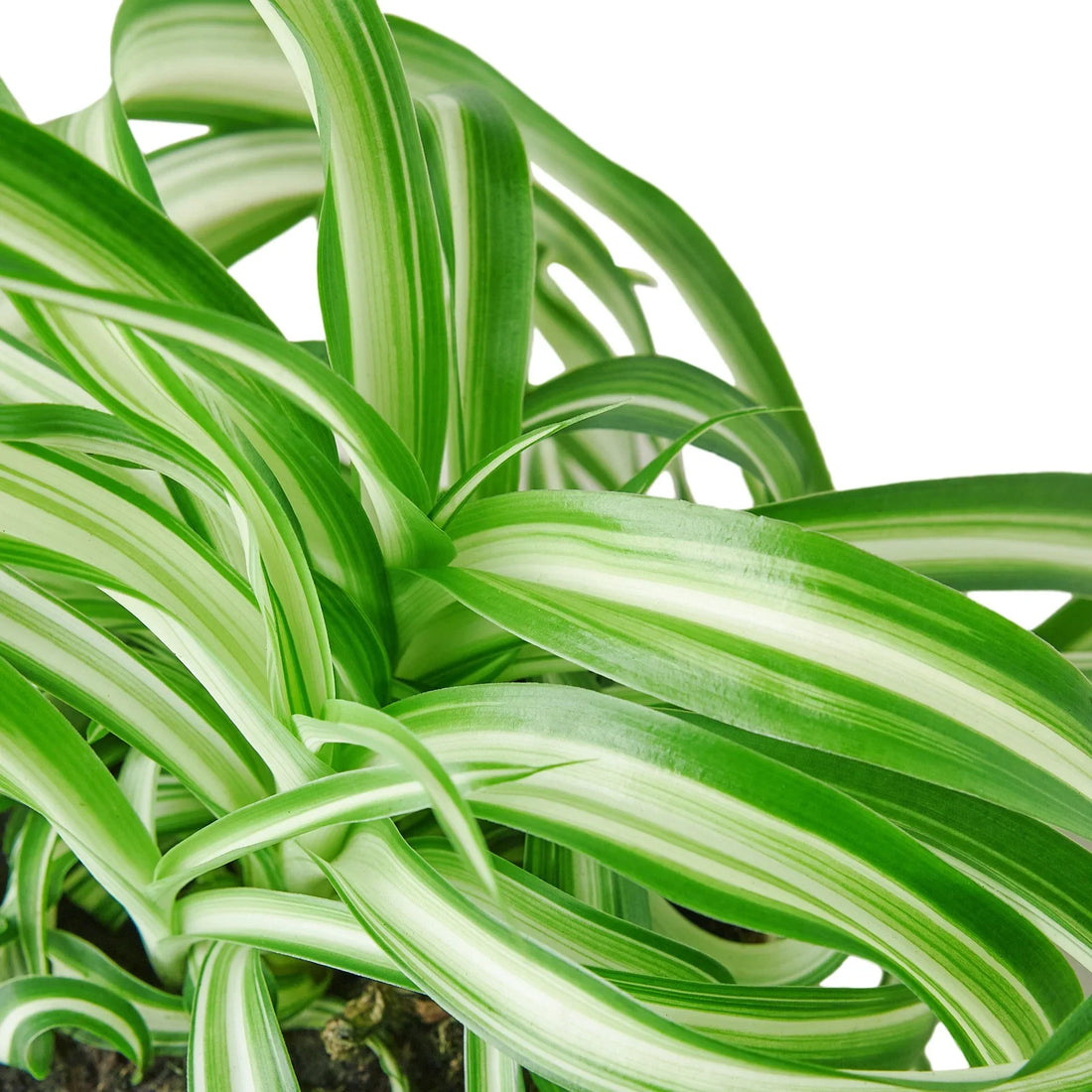 spider plant pollen Spider Plant 'Bonnie'