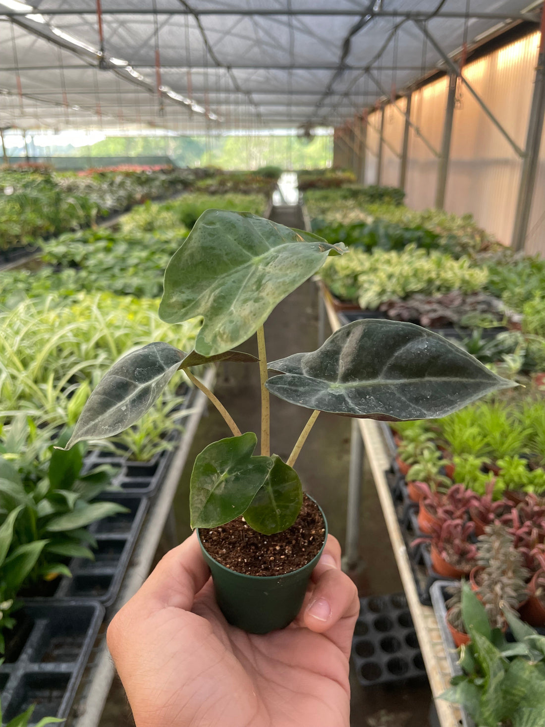 Alocasia 'African Mask'