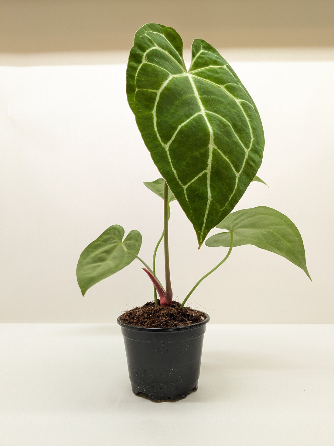 philodendron crystallinum Anthurium 'Crystallinum'