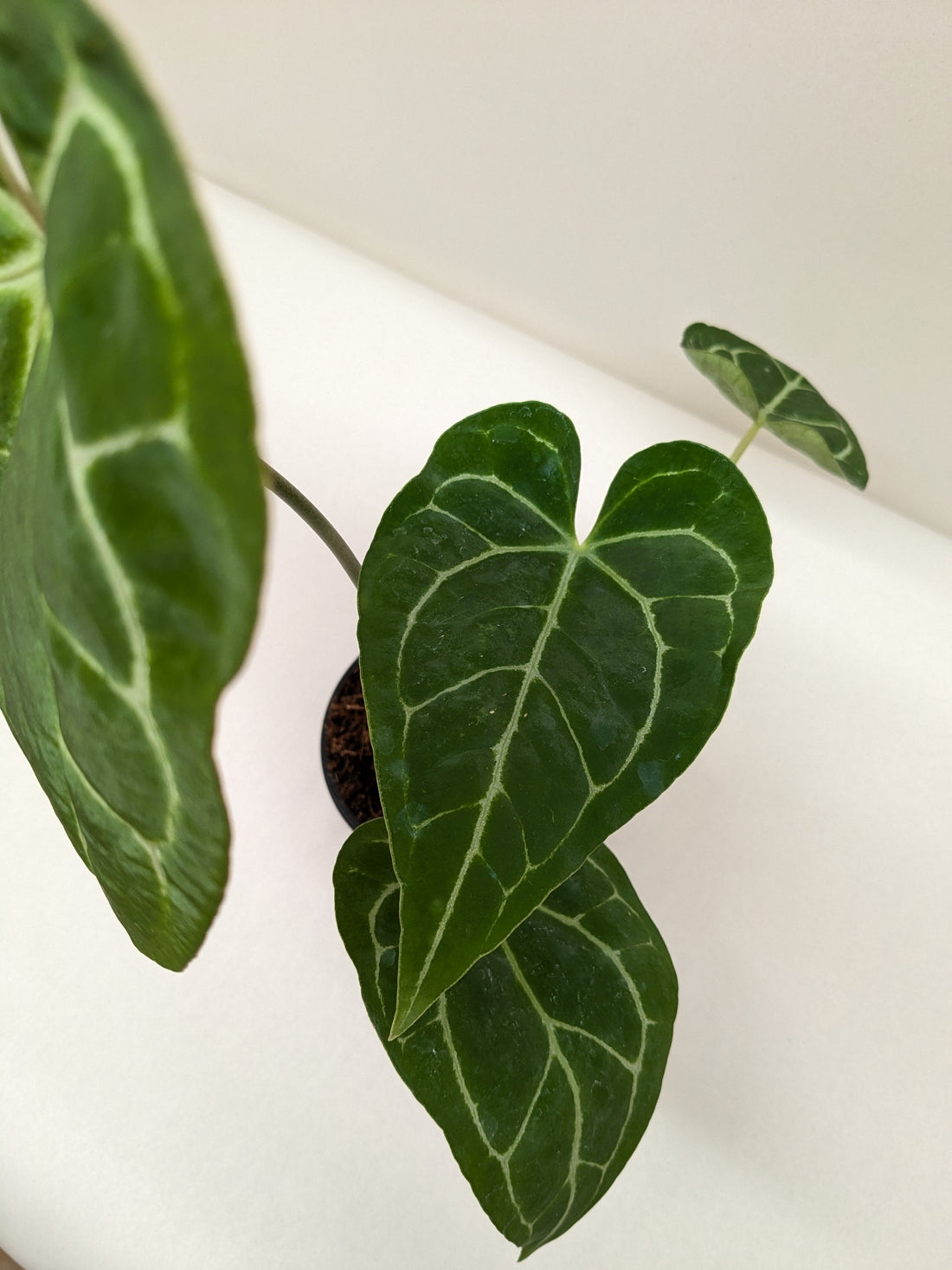 anthurium pistil Anthurium 'Crystallinum'