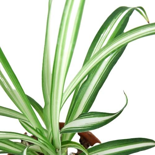 reverse spider plant vs spider plant Spider Plant 'Reverse' – Studio Pistils & Pollen