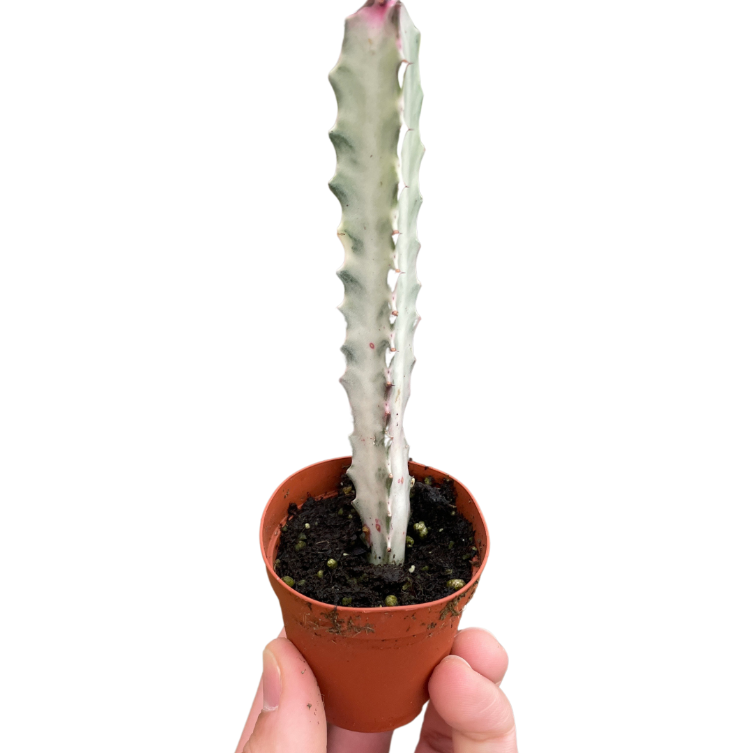 Succulent 'Dragon Bone'