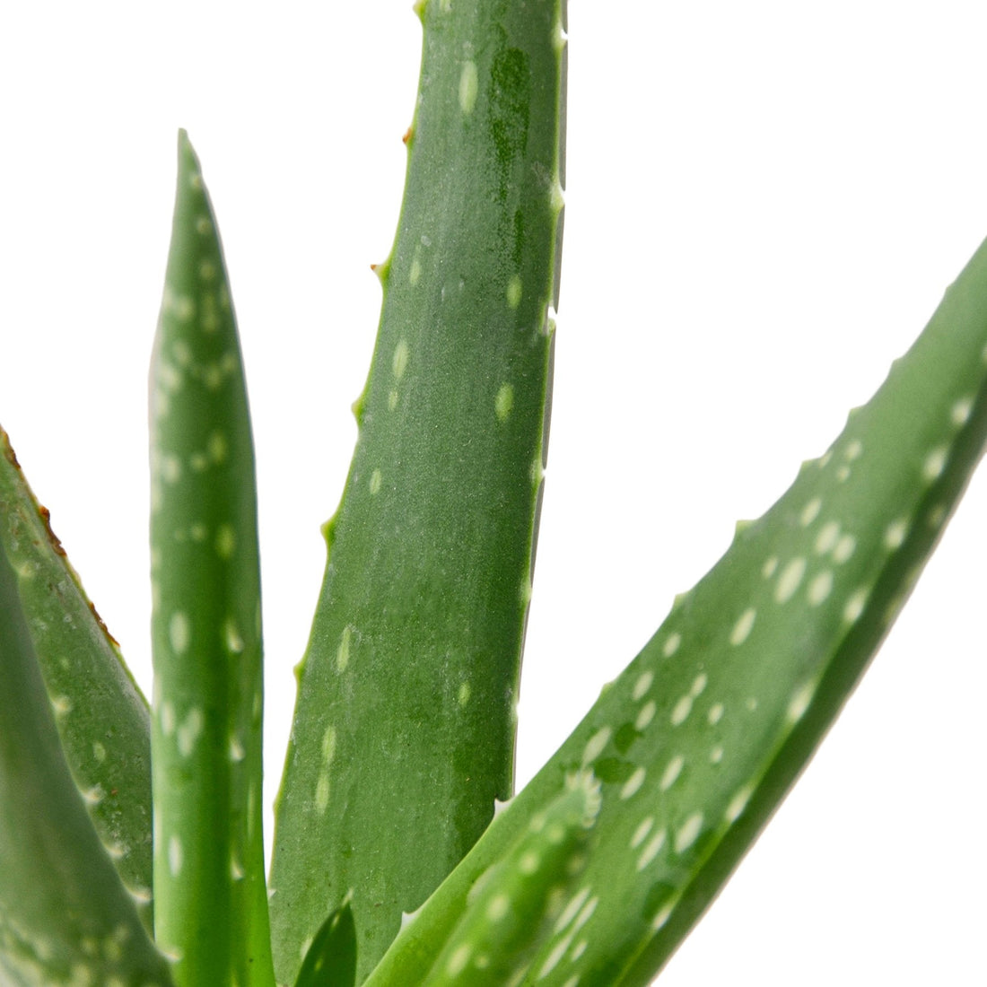 Succulent 'Aloe Vera' – Studio Pistils & Pollen