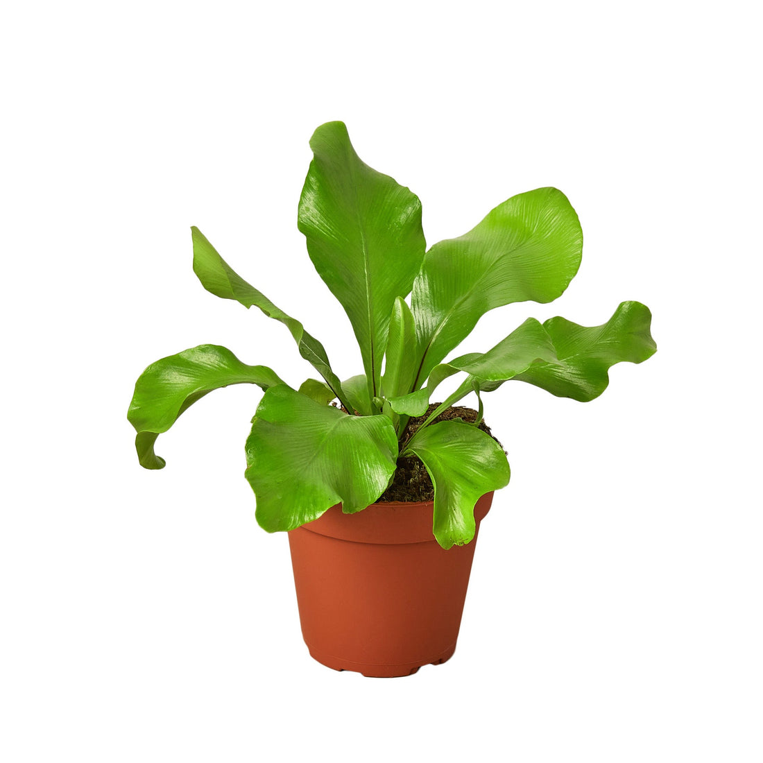 birds nest fern house plant Bird's Nest Fern 'Nidus' – Studio Pistils & Pollen