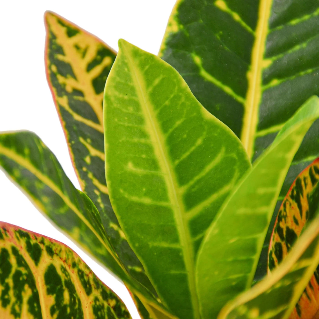 Croton 'Joseph's Coat'