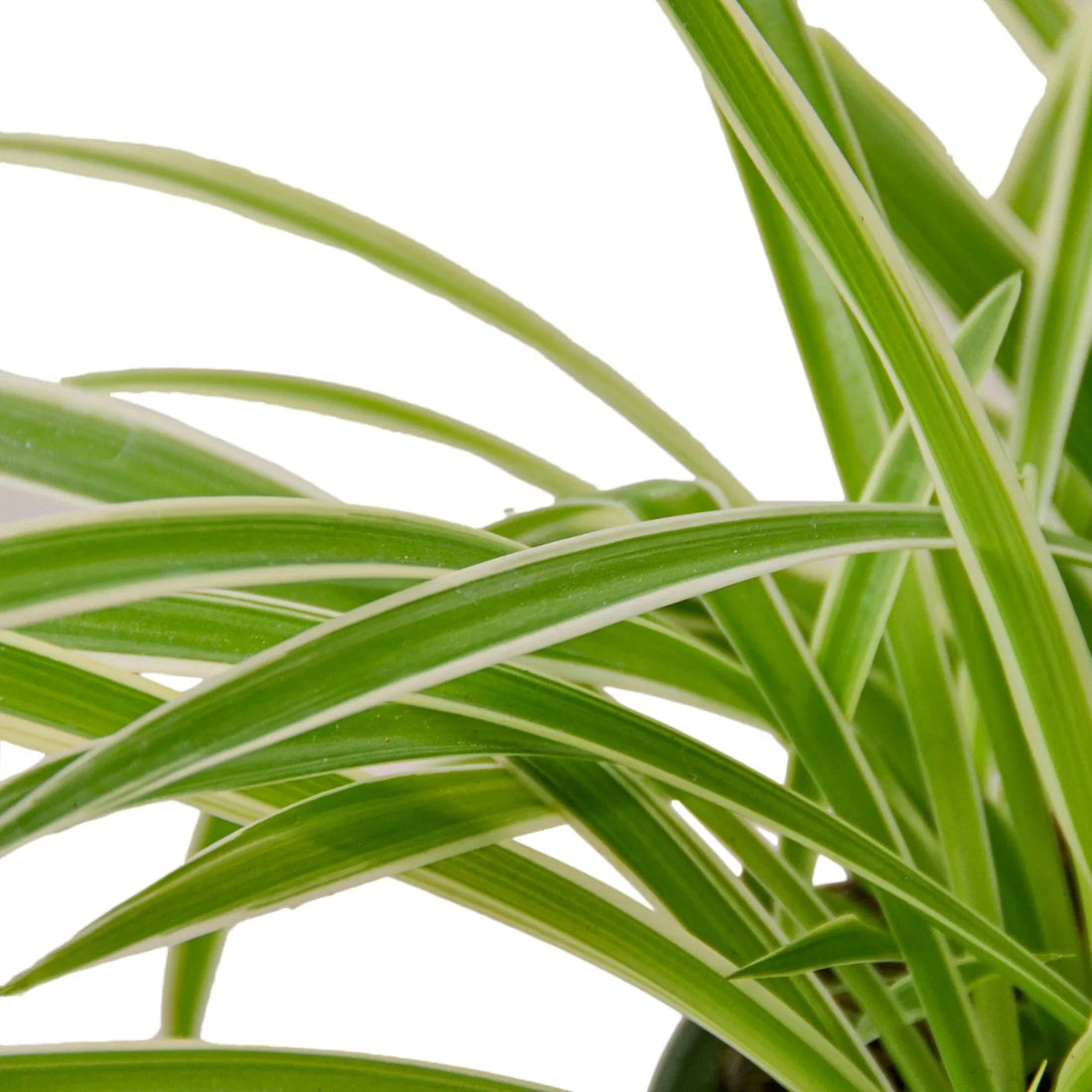 spider plant pollen Spider Plant 'Reverse'