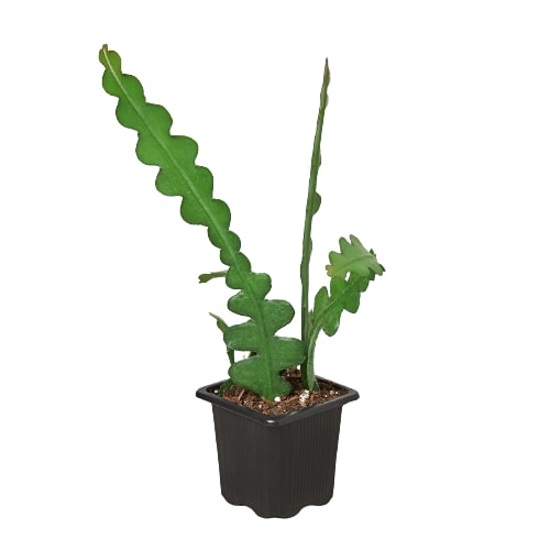 Succulent 'Ric Rac Cactus'