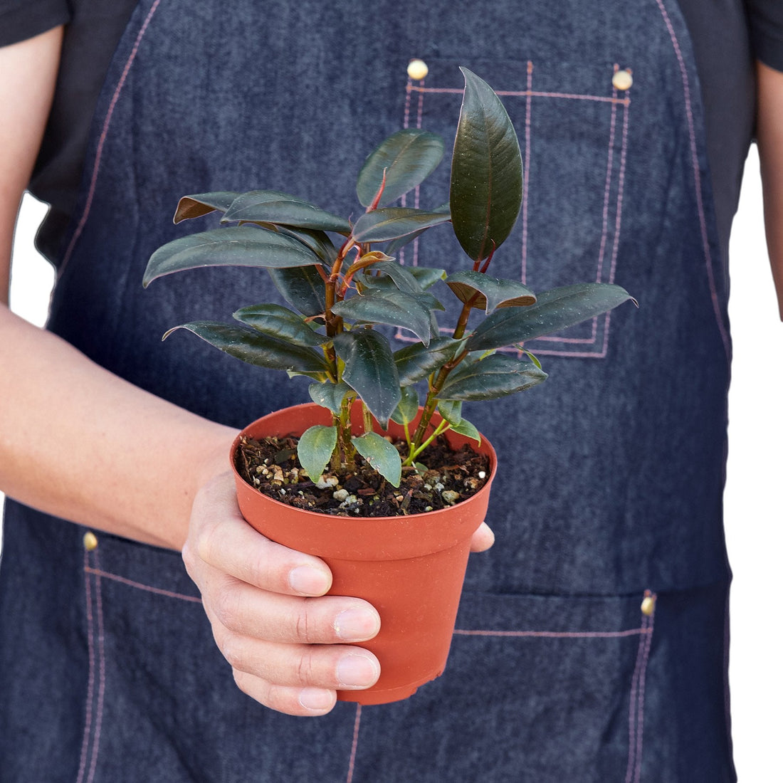 Ficus 'Burgundy'
